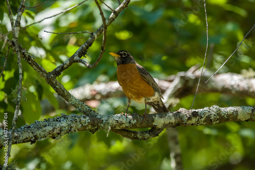 American robin bird closeup © Sandra Burm