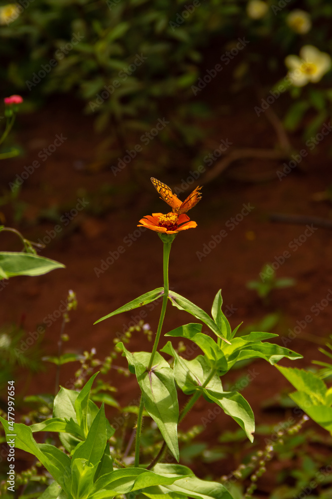 Uma borboleta sobre uma flor em um jardim. Uma borboleta sobre uma flor em um jardim.