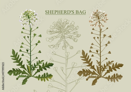 shepherd's bag pharmacy useful plant with flowers and leaves