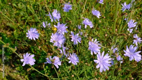 Flowers of wild chicory endive among meadow grass. Blooming chicory swaying in the wind. Wildflower grassland. Blue and Purple flowers. Blue flowers on natural background. High quality HD footage