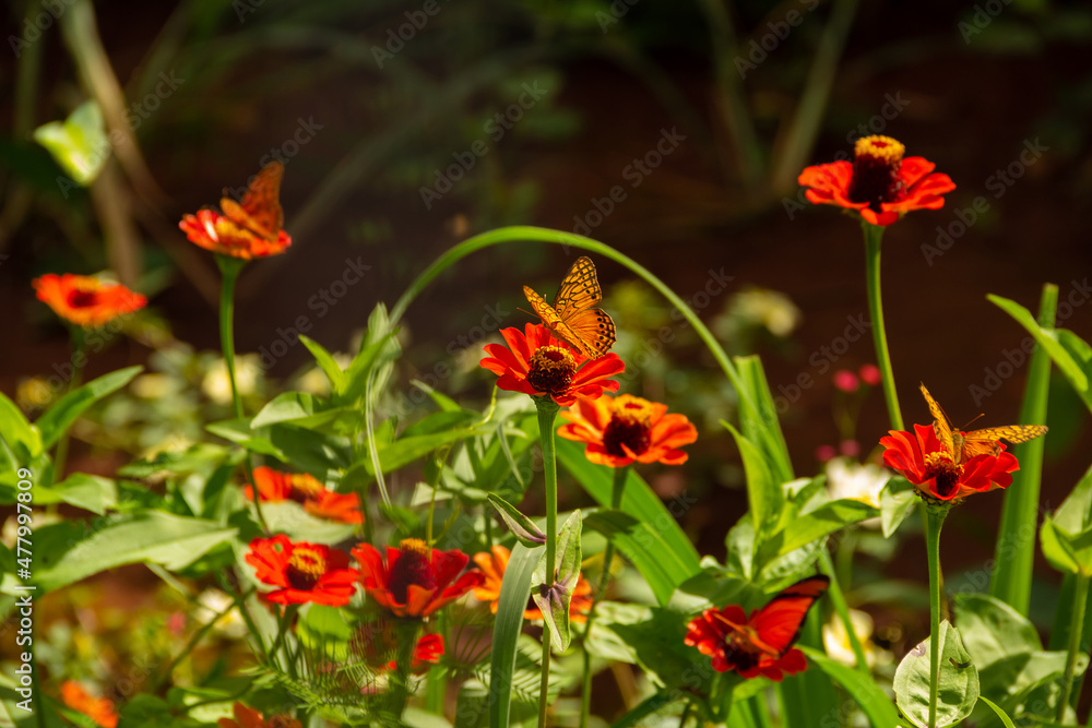 Um jardim com várias flores e borboletas.