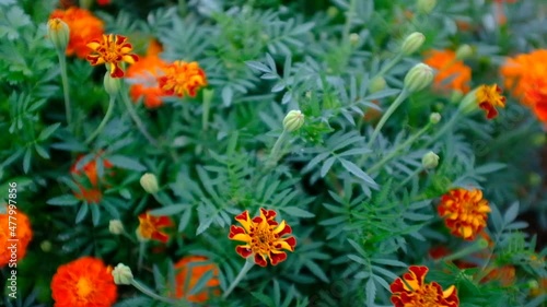 Marigolds blooms, selective focus. Woman's hand pick Marigold flowers and show, close-up. Flower movie background for branding, movie, banner, cover, header for website. High quality HD footage