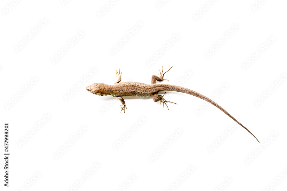 Naklejka premium Brown lizard on white isolated background. 