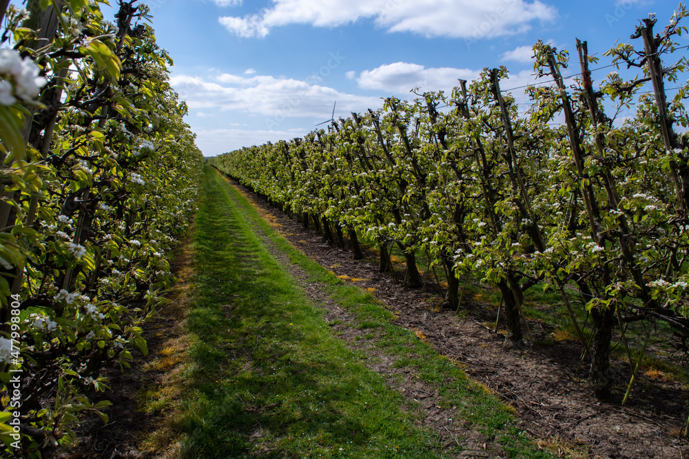 Obraz premium Farming in Netherlands, rows of blossoming pear trees on fruit orchards in Zeeland.