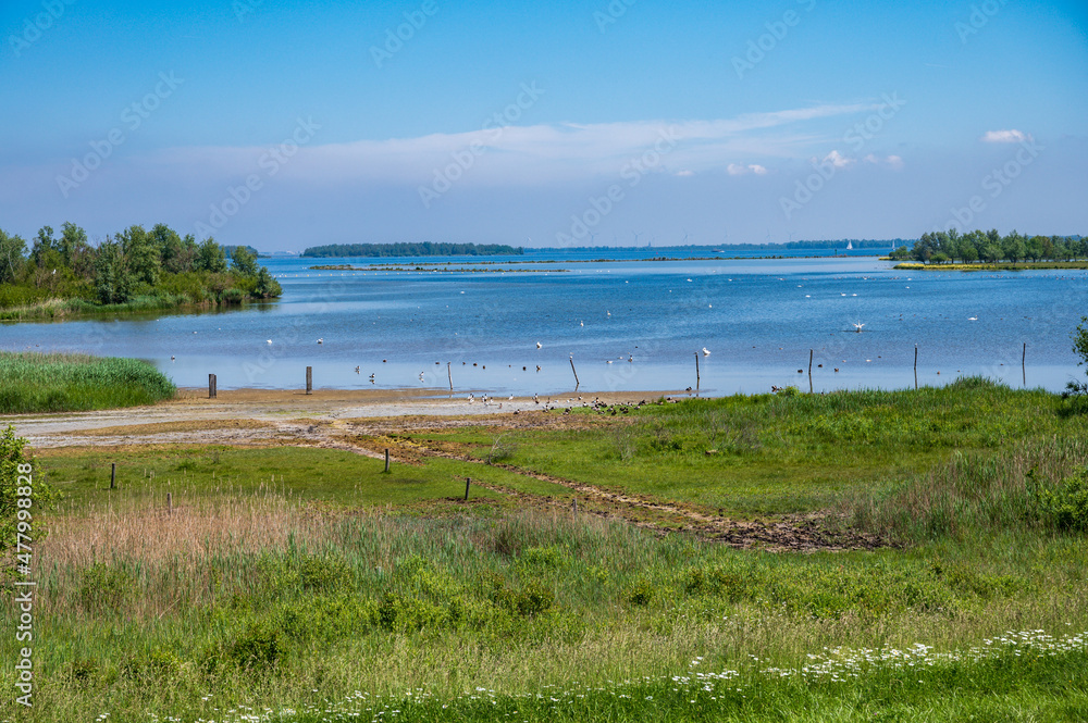 Green nature landscape of Zeeland, Netherlands,