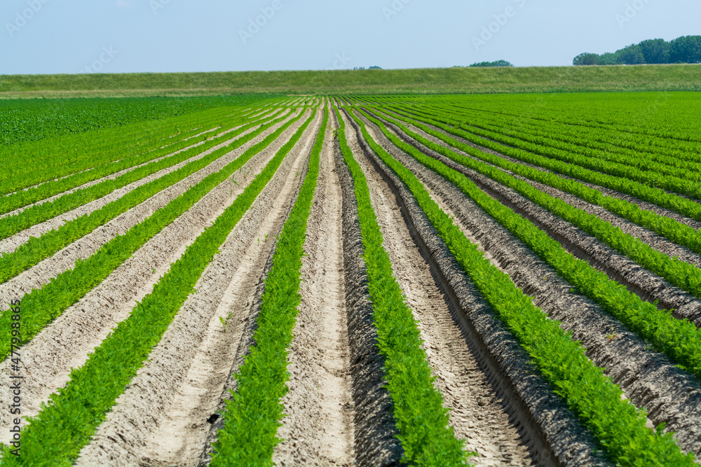 Agriculture in Netherlads, farm sandy fields with growing carrot vegetables Agriculture in Netherlads, farm sandy fields with growing carrot vegetables