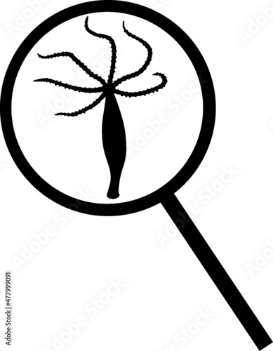 Black silhouette of Hydra polyp under magnifying glass isolated on white background