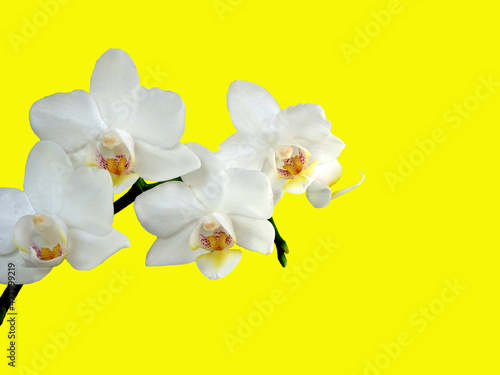 Fototapeta Naklejka Na Ścianę i Meble -  Orchid Phalaenopsis in close up, isolated on a yellow background.