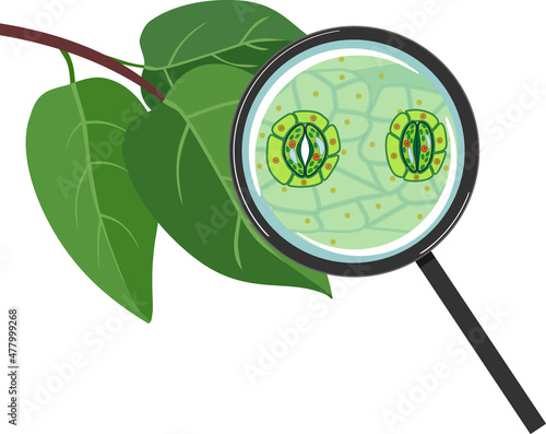 Green leaf and stomatal complex with open and closed stoma under magnifying glass isolated on white background photo