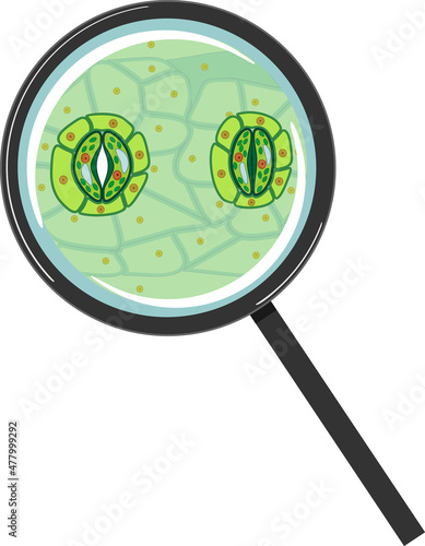 Stomatal complex with open and closed stoma under magnifying glass isolated on white background