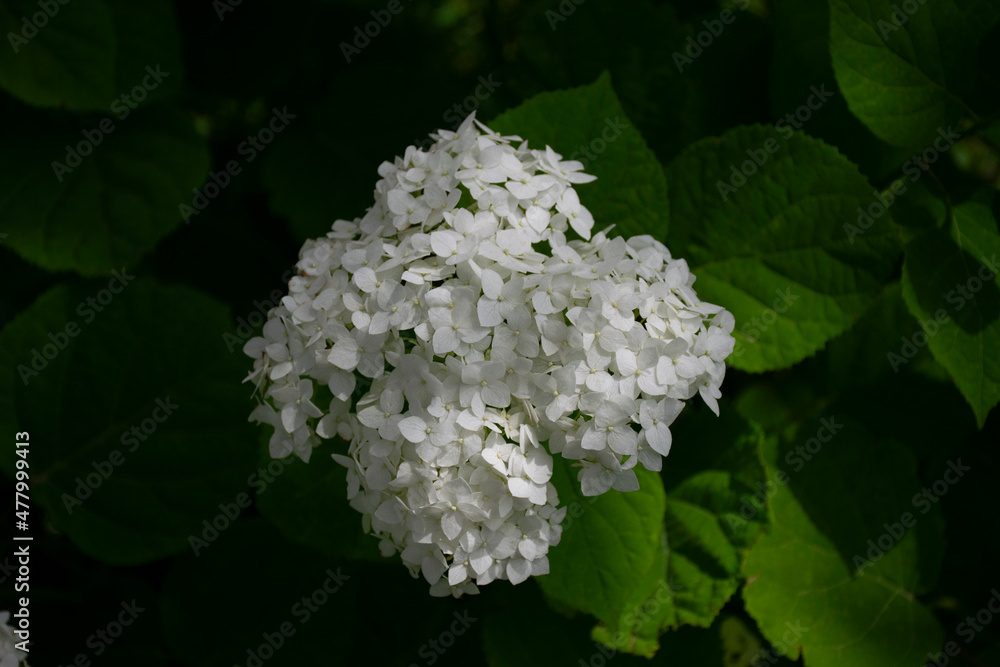 White hydrangea on a green background.
White hydrangea on a green background.