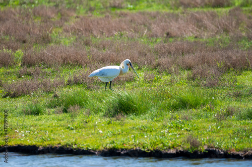 Birds collection, common spoonbill walking on nature reserve lagoon in Zeeland, Netherlands