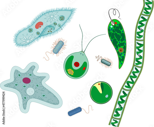 Set of microscopic unicellular organisms: protozoa (Paramecium caudatum, Amoeba proteus, Chlamydomonas, Euglena viridis), green algae (Chlorella, Spirogyra) and bacteria isolated on white background