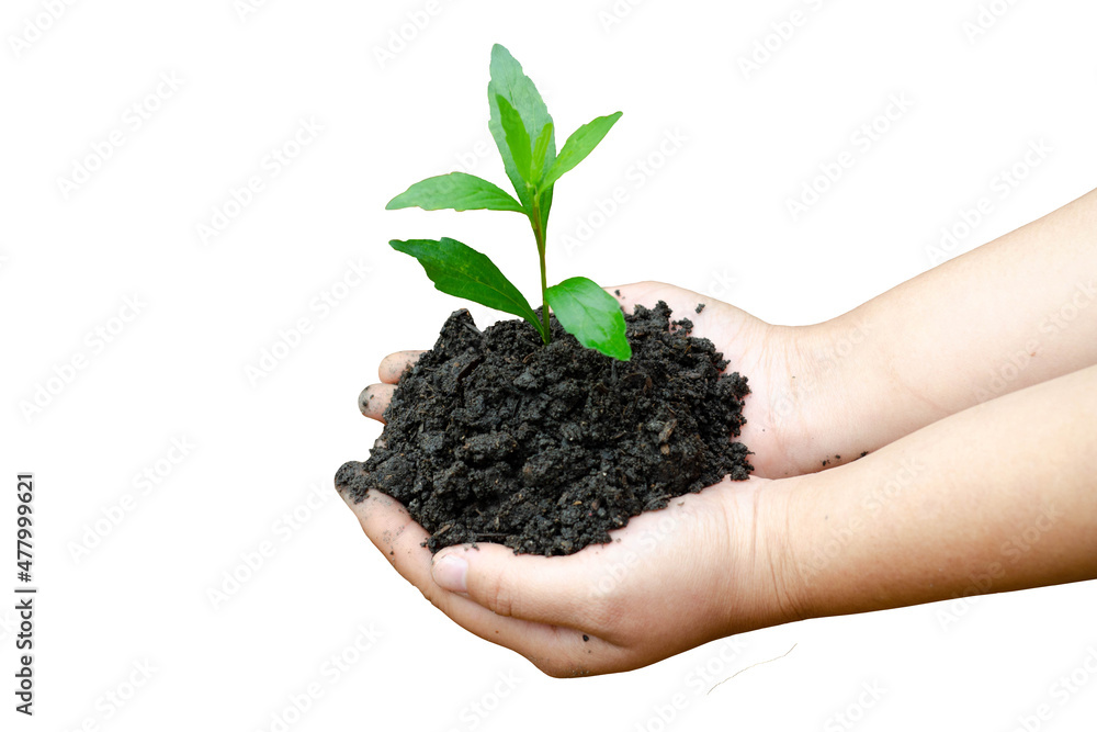 Female hands holding young plant on white background Female hands holding young plant on white background