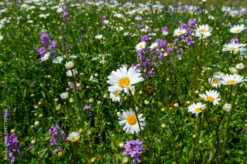 Blossom of colorful summer wildflowers on bee meadow