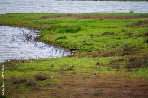View from observation post on nature reserve area for birds protection in Zeeland, Netherlands