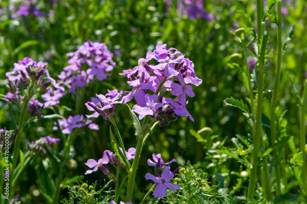 Blossom of colorful summer wildflowers on bee meadow Blossom of colorful summer wildflowers on bee meadow