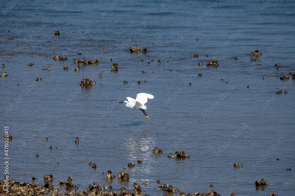 White sea birds catching oysters shellfish in Oesterschelde at low tide, Zeeland, Netherlands