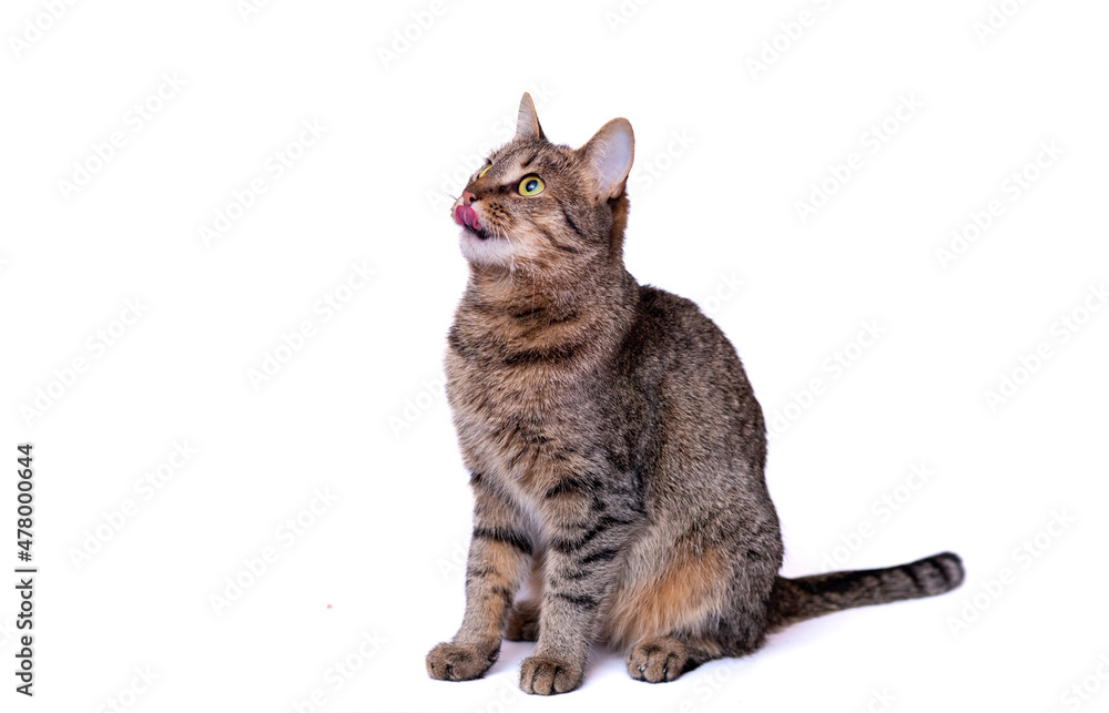Gray cat on a neutral white background.. Gray cat on a neutral white background..