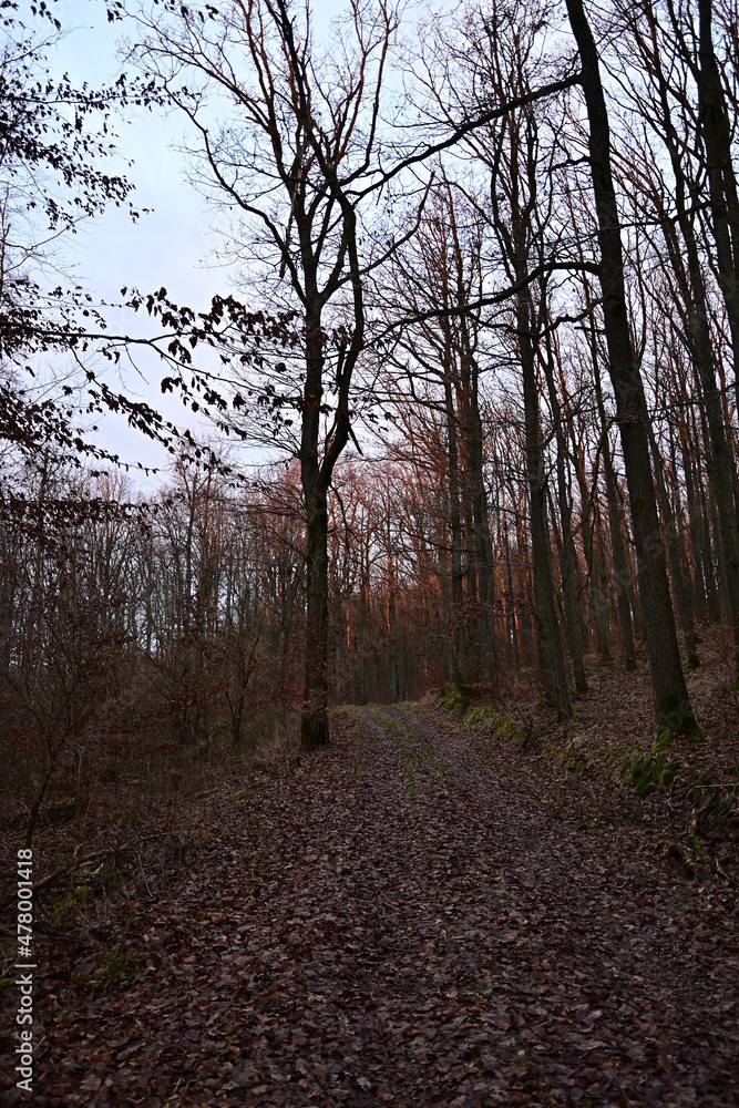 Fototapeta premium Auflicht Sonnenuntergang im Wald Winter