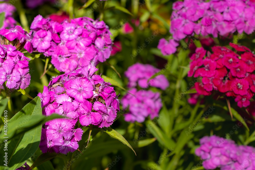 Dianthus barbatus (Sweet William's) in garden. Purple flowers dianthus barbatus in natural background. Dianthus barbatus (Sweet William's) in garden. Purple flowers dianthus barbatus in natural background.