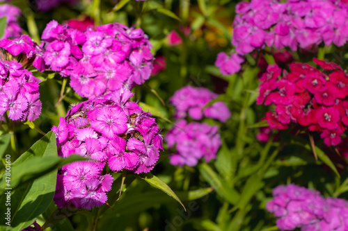 Dianthus barbatus (Sweet William's) in garden. Purple flowers dianthus barbatus in natural background.