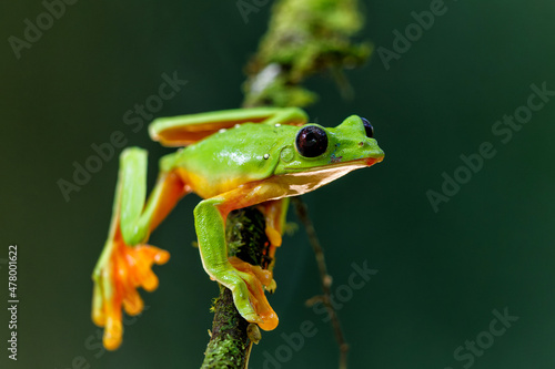 The gliding tree frog (Agalychnis spurrelli) sitting on a branch near Sarapiqui in Costa Rica.