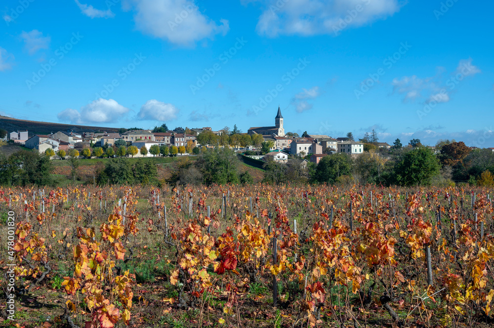 Paysage du vignoble du Beaujolais autour du village de Juliénas dans le département du Rhône en France à l'automne