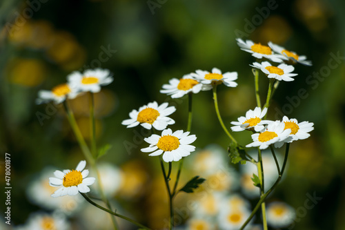 Pretty white flowers of Tanacetum parthenium,or feverfew, a traditional medicinal herb species of chrysanthemum is also a companion plant containing pyrethrin to repel pests in gardens.