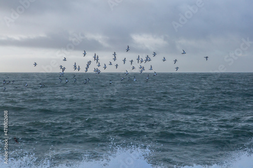 A flock of birds in flight over the ocean  on a winters day