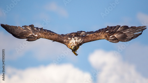 Seeadler