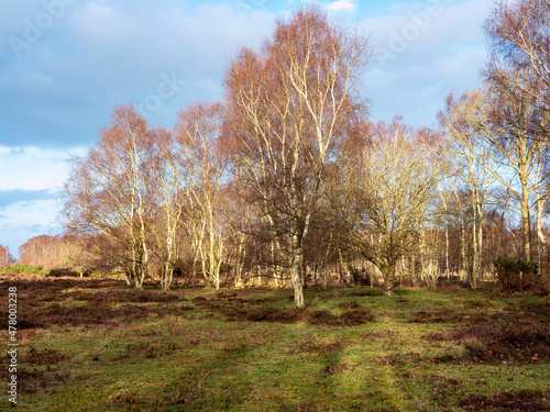 Silver birch trees in a field in winter sunlight