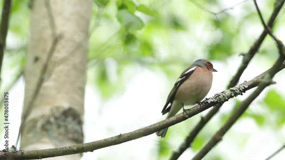 Common chaffinch, Fringilla coelebs singing and flying away on a spring evening in Estonian boreal forest. Common chaffinch, Fringilla coelebs singing and flying away on a spring evening in Estonian boreal forest.
