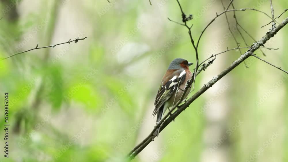 Common chaffinch, Fringilla coelebs singing, cleaning itself and flying away on a beautiful spring evening in Estonian boreal forest. Common chaffinch, Fringilla coelebs singing, cleaning itself and flying away on a beautiful spring evening in Estonian boreal forest.