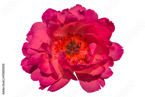 Lovely pink peony flower