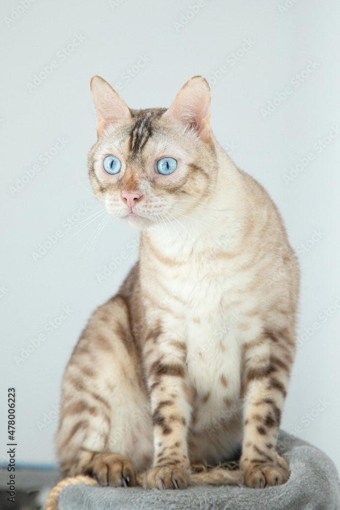 Snow Bengal on Cat Tree