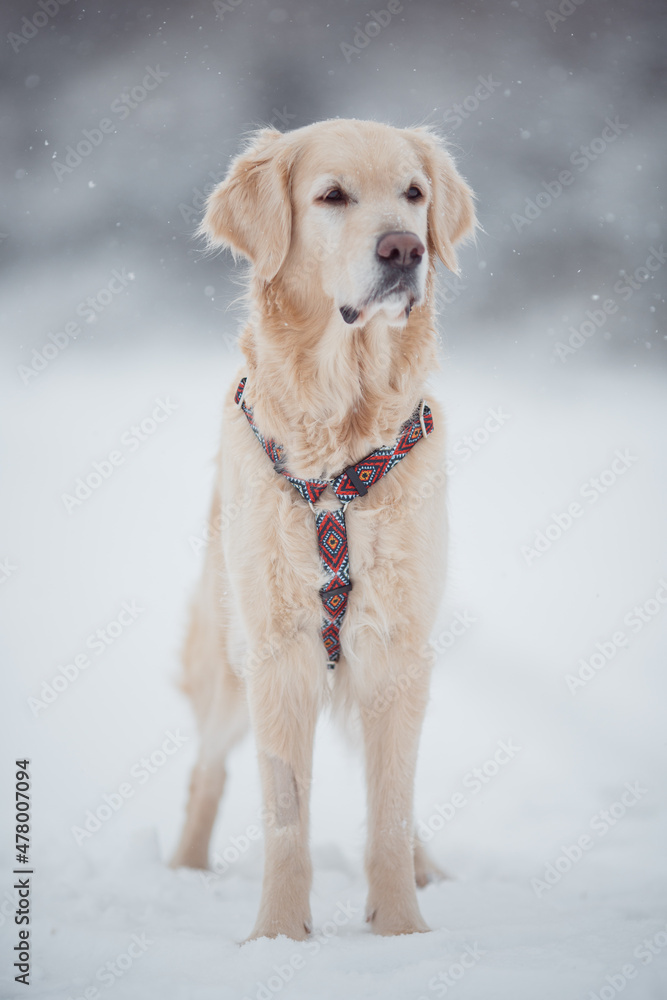 dog Golden retriever winter
