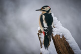 Great spotted Woodpecker (Dendrocopos major) perched on branch.