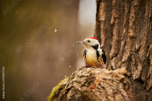Middle Spotted Woodpecker ( Leiopicus medius)