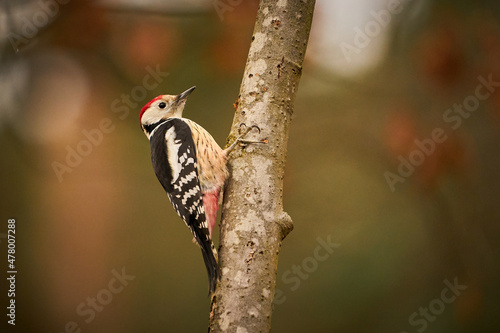 Middle Spotted Woodpecker ( Leiopicus medius) in the wood.