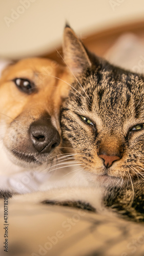 Dog and cat portrait