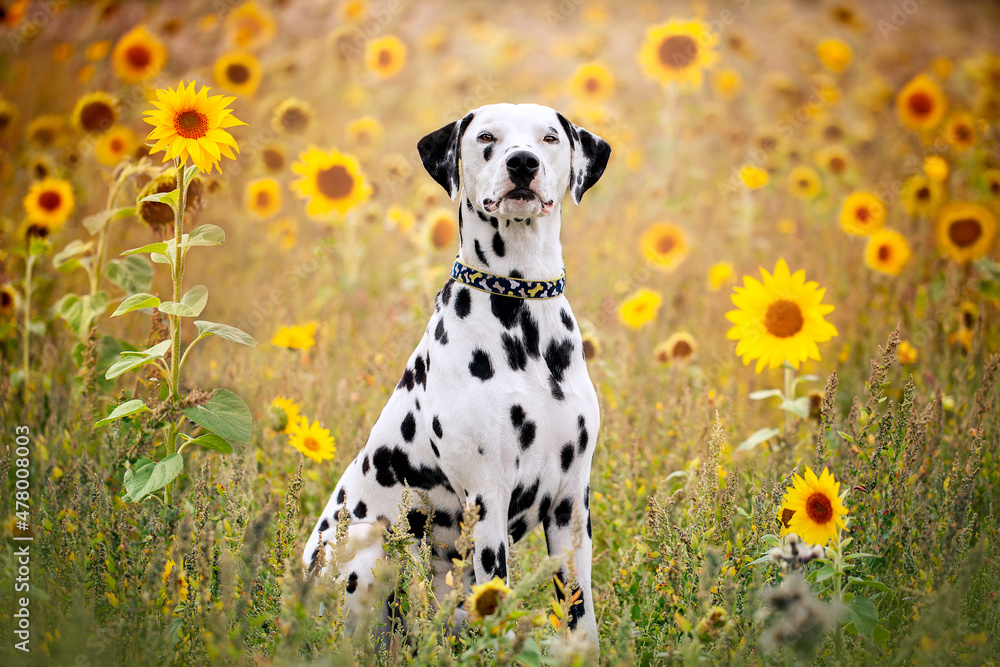 Dalmatian Dog in Sunflowers