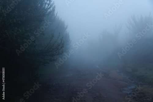 Foggy forest (ID: 478008051)