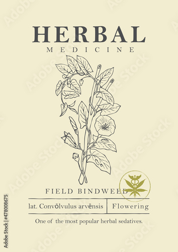 Botanical illustration of a hand-drawn field plant bindweed in retro style. Vector banner or label for green pharmacy, herbal medicine, folk medicine. Medicinal herbs collection.