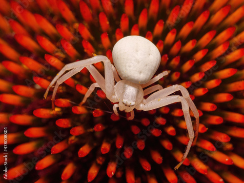 Goldenrod Crab Spider - Misumena vatia lurking on Echinacea flower