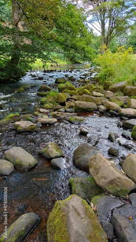 stream in the forest