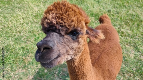 alpaca