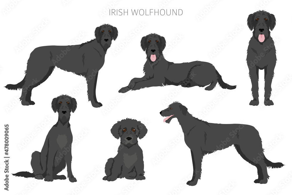 Irish wolfhound clipart. Different poses, coat colors set