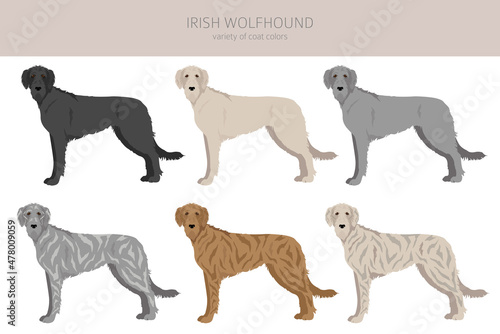 Irish wolfhound clipart. Different poses, coat colors set