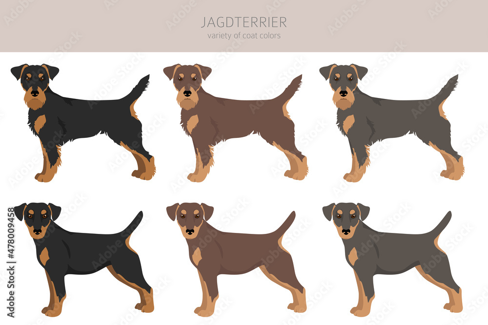 Jagdterrier clipart. Different poses, coat colors set